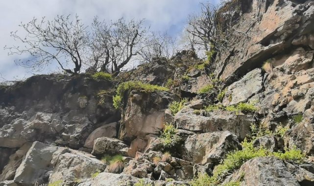 Kayalıklarda 6 gündür mahsur kalan keçiyi dağcılar kurtardı