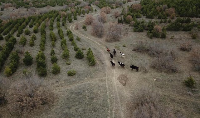 Kaybolan 7 büyükbaş 4 gün sonra dronla bulundu