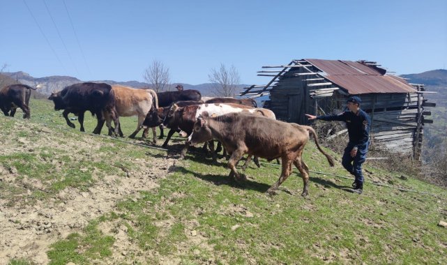 Kaybolan büyükbaş hayvanlarını jandarma ekipleri buldu