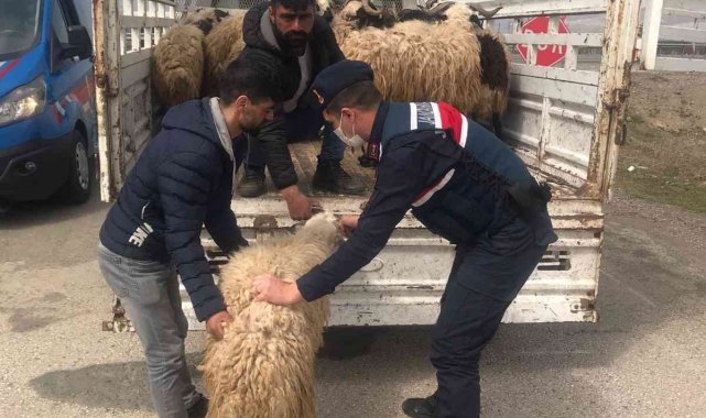 Kayıp hayvanlar jandarma tarafından bulundu