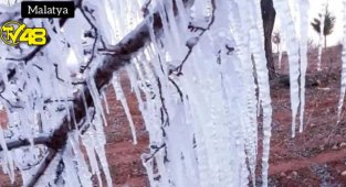Kayısı bahçelerinde hasar tespit çalışmalarına başlanacak