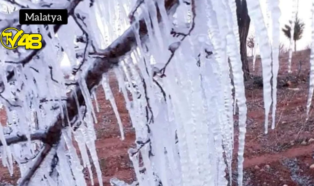 Kayısı bahçelerinde hasar tespit çalışmalarına başlanacak