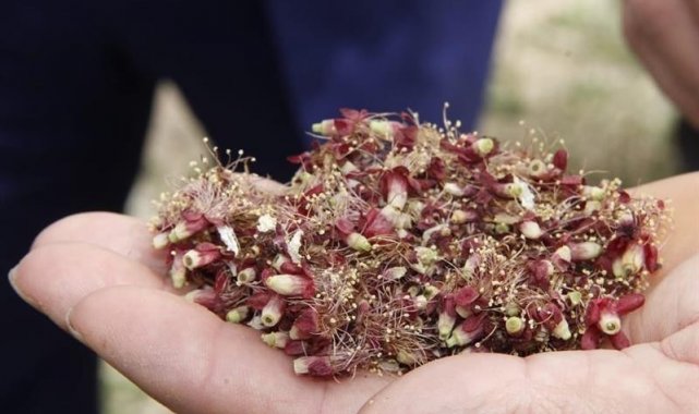 Kayısıda hasar tespiti ay sonunda tamamlanacak