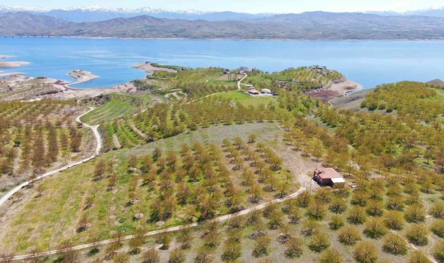 Kayısıyı don vurdu