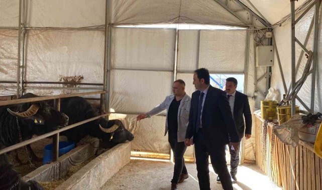 Kaymakam Bolat: &quot;Bolvadin ülkemizde manda varlığında ilk sıralarda yer alıyor&quot;