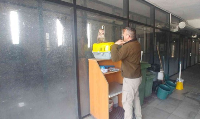 Kayseri'de sahiplenilmesi yasak maymunu evinde besleyen şahsa ceza