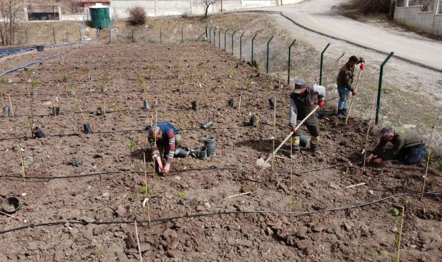 Keçiören'in yeni üretim noktası, üzümsü meyveler bağı
