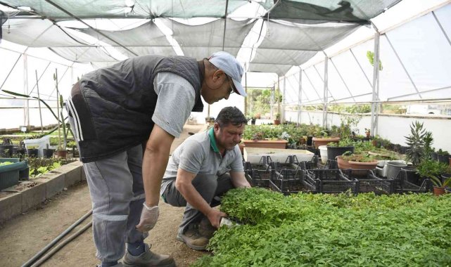 Kemer Belediyesi'nin yetiştirdiği sebze fidanları halkla buluşmaya hazırlanıyor