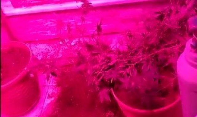 Kenevir yetiştirmek için evine düzenek kuran şüpheli yakalandı