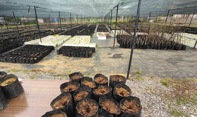 Kestane ağacı tohumları toprakla buluştu