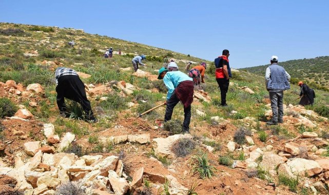 Kilis bal ormanında çalışmalar sürüyor