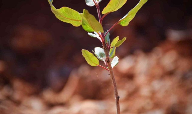 Kilis'te Antep fıstığı ormanı oluşturuldu