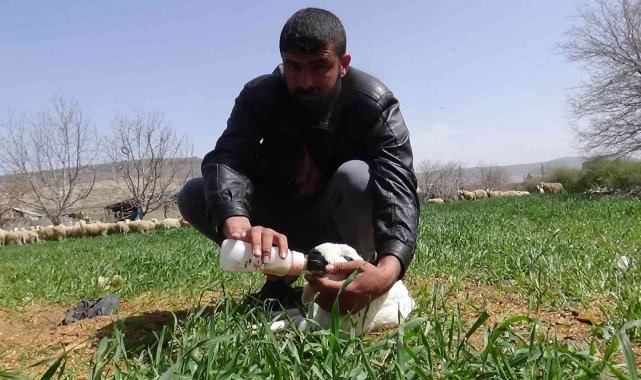 Kilis&#039;te ön 2 ayağı olmayan kuzu dünyaya geldi