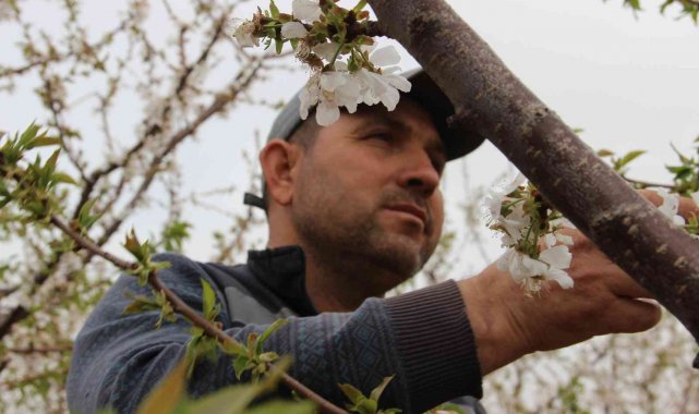 Kiraz üreticisi çifte bayrama hazırlanıyor