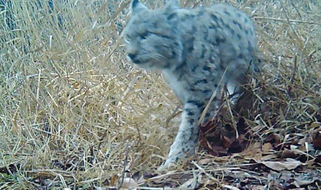 Kırmızı listedeki vaşak Erzincan'da görüntülendi