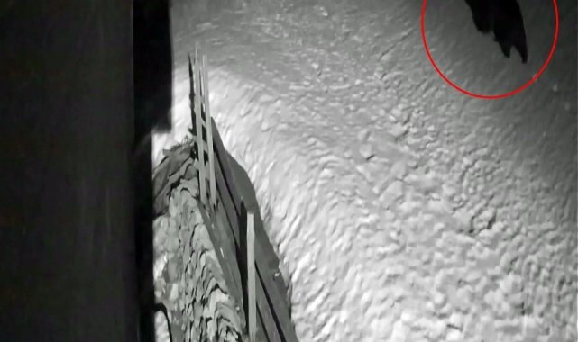 Kış uykusundan uyanan ayı kamerada