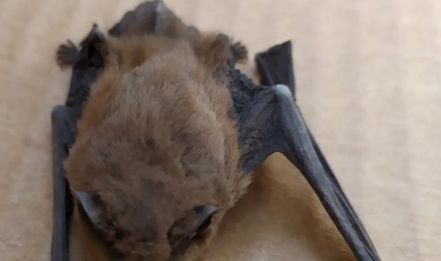 Kış uykusundan uyanan cüce yarasa yaşlı çiftin evine girdi