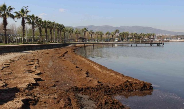 Kokuyu alan sahili terk etti