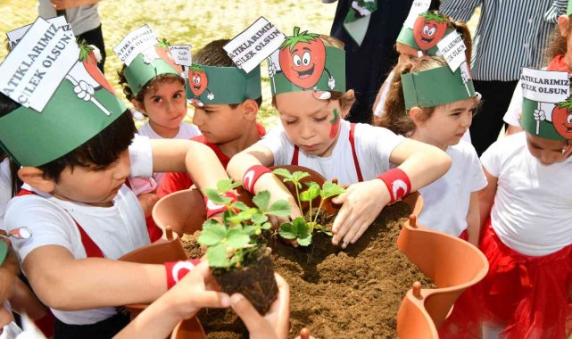 Kompostlar toplanıyor çilekler büyüyor