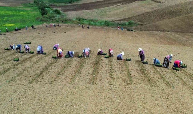 Kooperatif ve birliklere yüzde 75 hibe desteği