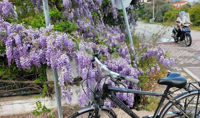 Köyceğiz bahar renklerine büründü