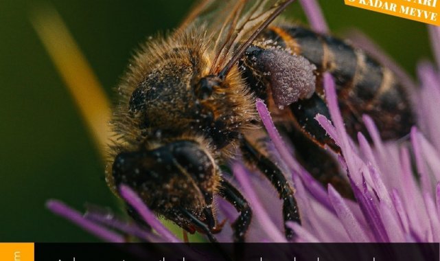 Köyceğizli üreticilere, arıcılık faaliyetleri nedeniyle ilaçlama uyarısı