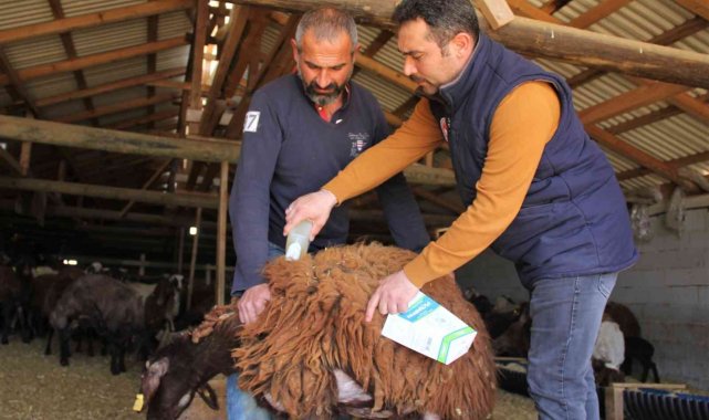 Küçükbaş hayvanlar kenelere karşı ilaçlanıyor