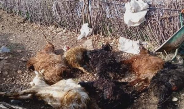 Kurt, 9 keçiyi telef etti