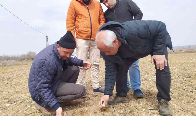 Kütahya&#039;da &quot;Durusa&quot; cinsi buğday sahasında kontroller yapıldı