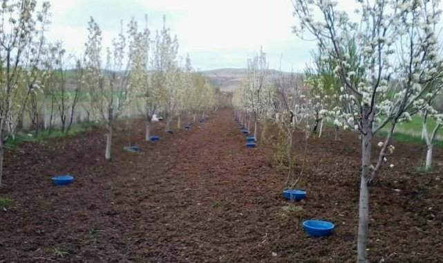 Kütahyalı meyve üreticilerine 'Bakla zınnı' böceği zararlısıyla mücadele uyarısı