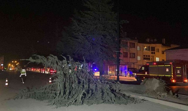 Lodosun devirdiği ağaç yolu ulaşıma kapattı