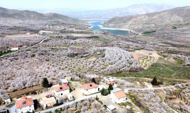 Malatya bu kez kar değil, kayısı beyazına büründü