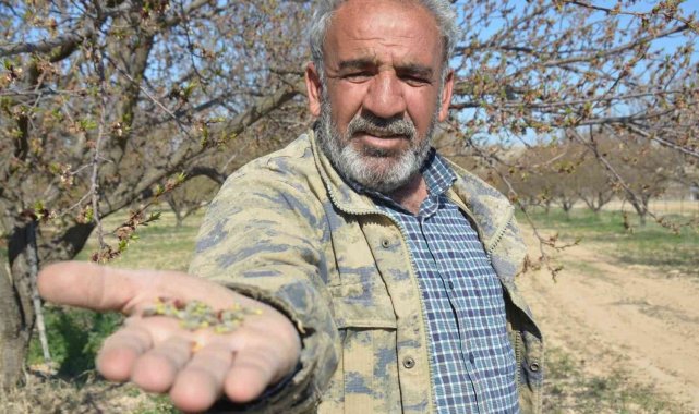 Malatya'da kayısıyı don vurdu