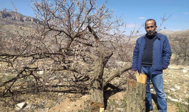 Malatya&#039;da kimliği belirsiz kişiler kayısı ağaçlarına zarar verdi