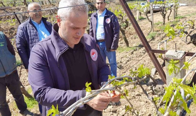 Manisa&#039;da meyve ağaçlarına tuzaklı koruma