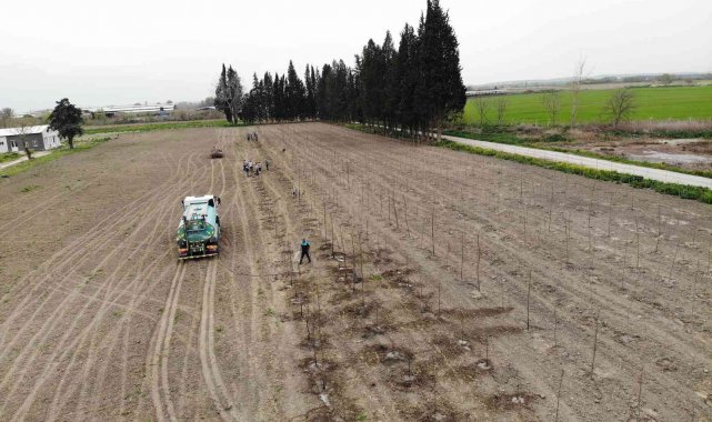Manisa'nın akciğerlerini büyükşehir yetiştiriyor