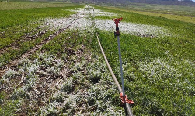 Mardin'de Nisan ayında sulanan araziler buz tuttu