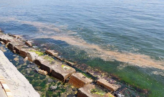 Marmara Denizi yine turuncuya büründü: Bu kez denizanaları da var