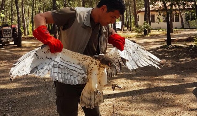 Marmaris'te Yılan Kartalı doğaya salındı
