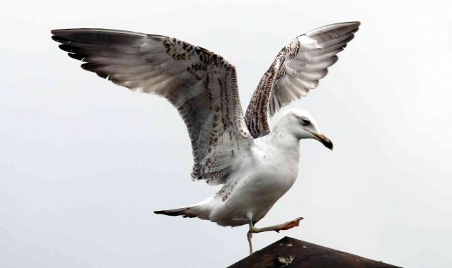 Martıdan kartal pozu