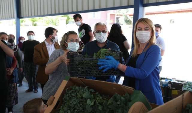 Merkezefendi'de son 2 yılda 660 ton sağlıklı ve doğal sebze üretildi