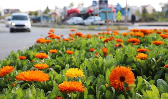 Mersin&#039;de 3 ayda 197 bin bitki toprakla buluşturuldu