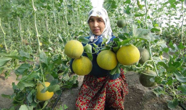 Mersin'de örtü altı kavun hasadı başladı