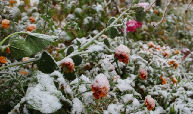 Meteoroloji Zirai don uyarısında bulundu!!