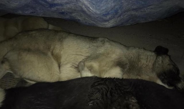 Mihalıççık'ta tepki çeken uygulama