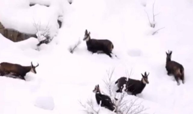 Muhteşem manzarada dağ keçileri böyle görüntülendi