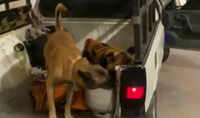 Mutfak tüpüne 46 bin uyuşturucu hap sakladılar, Galya&#039;dan kaçamadılar