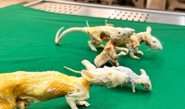 Niğde'de kadavraların ömrünü uzatan teknik geliştirildi