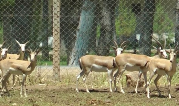 O iddia Meclis Gündemine Bomba Gibi Düştü !