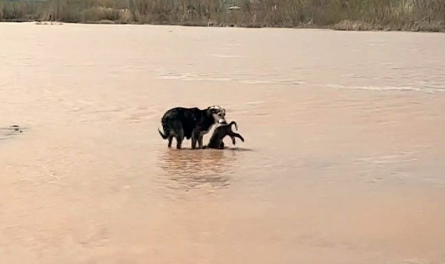 Ölen yavrularını böyle aradılar, görenler duygulandı